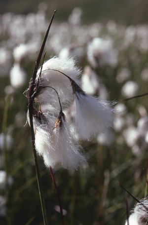 Cotton Plant (photo)