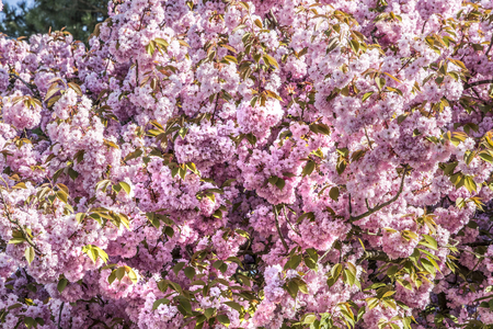 Prunus x/Prunus 'Kanzan'/Ornamental plum 'Kanzan'
