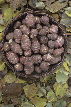 Helianthus tuberosus/Jerusalem artichoke