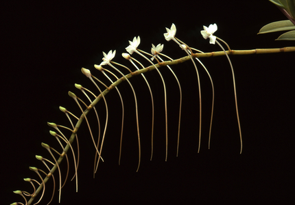 Aerangis cryptodon