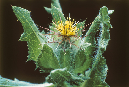 Cnicus benedictus/Thistle beni/Blessed Centaury