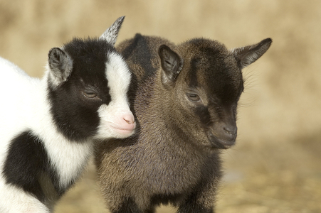 Goat/Goat