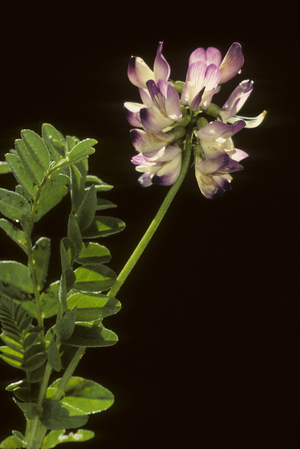 Phaca astragalina/Astragalus alpinus/Alpine Astragalus/False Astragalus/Alpine Milkvetch