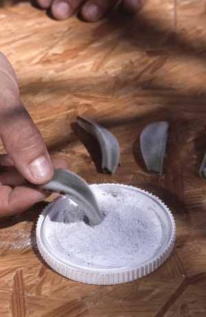 Kalanchoe/Hormone cutting