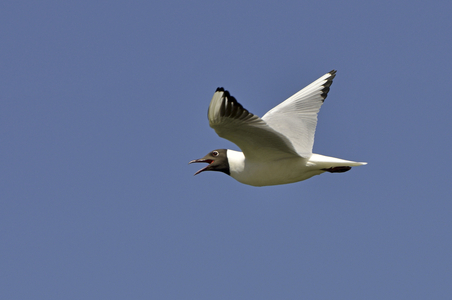 Larus ridibundus/Black Headed Gull/Black Headed Gull