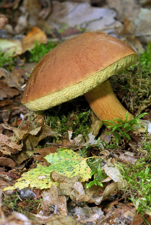 Xerocomus badius/Bolet bai/Cepe des chestnut