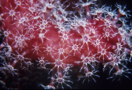 Alcyonium sp./Alcyon coral/Soft coral