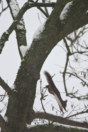 Sciurus vulgaris/Red Squirrel/Red Squirrel