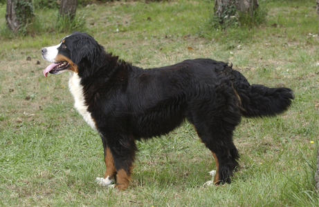 Dog/Breed: Bernese Beer