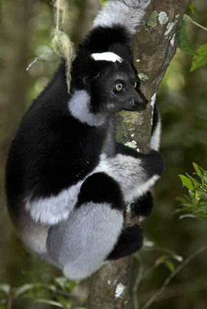 Indri Indri/Indri