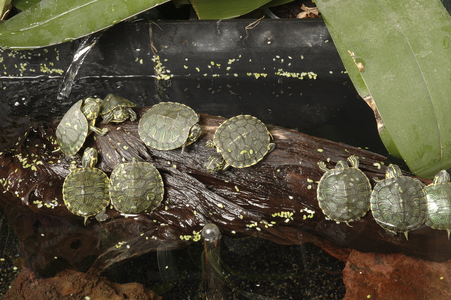 Trachemys scripta elegans/Red-eared Turtle/Chrysemys scripta elegans/Florida Turtle
