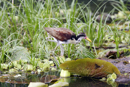 Jacana jacana/Jacana black/Wattled Jacana