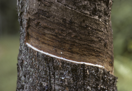 Hevea brasiliensis/Hevea/Rubber Tree/Brazilian Rubber Tree
