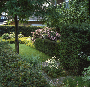 Town garden/Taxus baccata/If/Robinia pseudoacacia/Robinier/Viburnum sp./Viorne