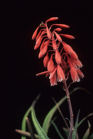Aloe bellatula/Aloe