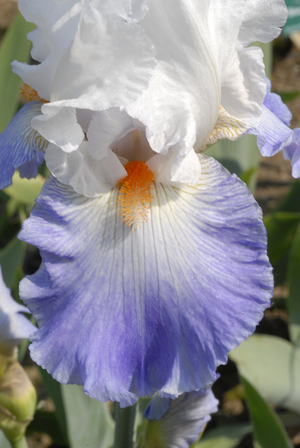 Iris germanica/Iris 'Parisien'