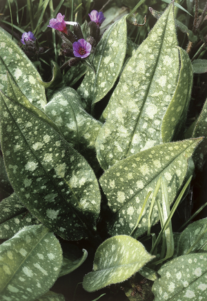 Pulmonaria officinalis/Pulmonary officinale
