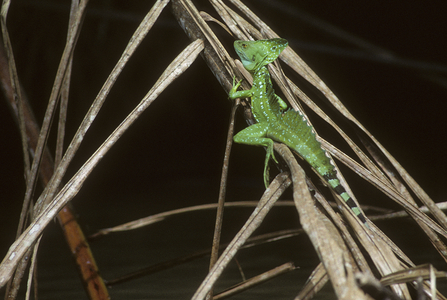 Basiliscus plumifrons/Feathered Basil/Lizard Jesus Christ/Tortuguero National Park/Costa Rica