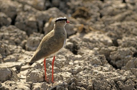 Vanellus coronatus/Crown Lapwing/Crowned Lapwing