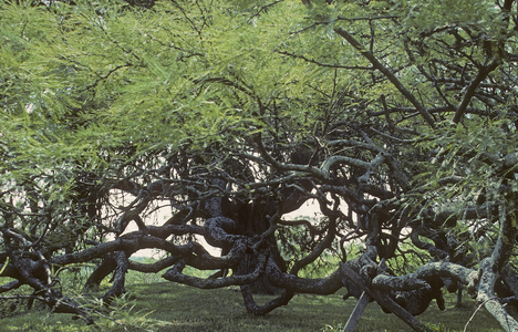 Caroubier/Ceratonia siliqua/300 years old/Buenos Aires/Argentina