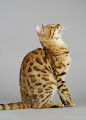Cat/Breed: Bengal/Dress: Brown Spotted Tabby/Name: Bagherra de la Tender Complicite - MANDATORY Mention: L'Arche Feline