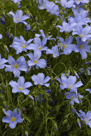 Linum alpinum/Linen