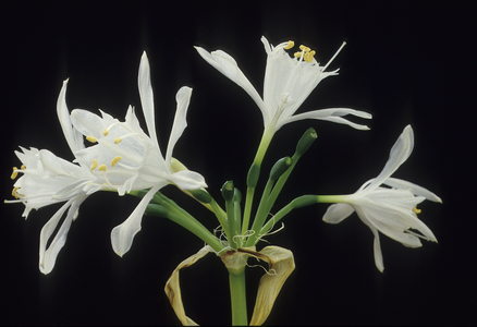 Pancratium canariense/Pancrace des Canaries/Canary Sea Daffodil