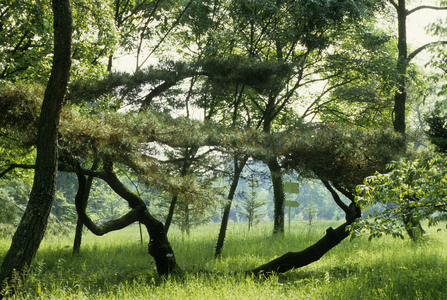 Pinus densiflora umbraculifera/Japanese Red Pine tabular