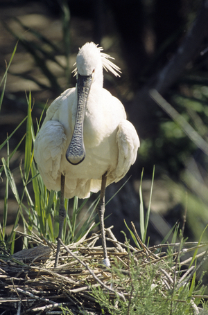 Platalea leucorodia/White Spatula/White Spoonbill