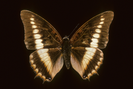 Lucretius Charaxes/Female