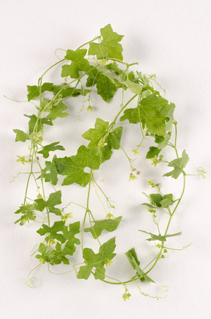 Botanical board/Bryonia dioica/Bryone/Diable Turnip/Bryony