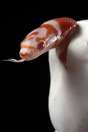 Lampropeltis hondurensis albino/Snake