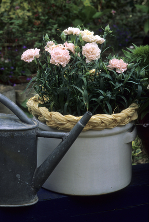 Dianthus caryophyllus/Carnation Lillipot Florists/Clove Pink