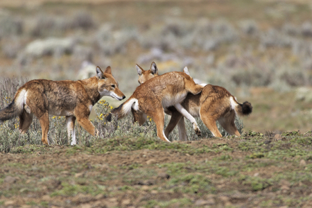Canis simiensis/Abyssinian Wolf/Simien Wolf/Abyssinian Wolf/Ethiopian Wolf