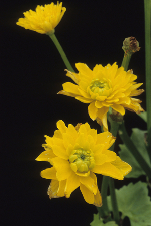 Caltha palustris 'Plena'/Populations/Marsh Marigold