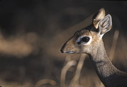 Madoqua kirki/Rhynchotragus kirki/Dik dik de Kirk/Kirk's Dik Dik