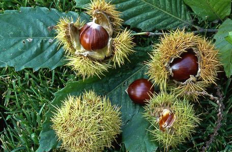 Castanea sativa/Chestnut/Bug// European Chestnut