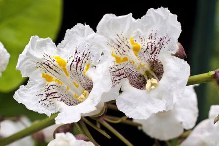 Catalpa bignonioides/Catalpa