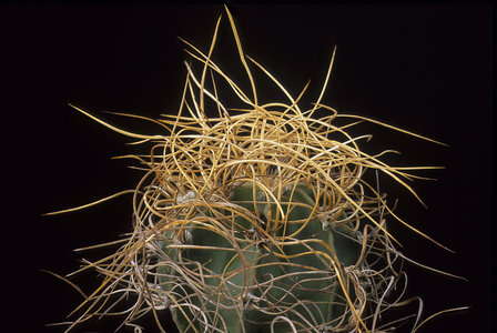 Astrophytum senile 'Aureum'