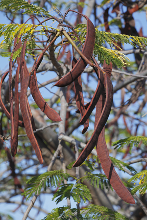 Delonix Regia/Flamboyant