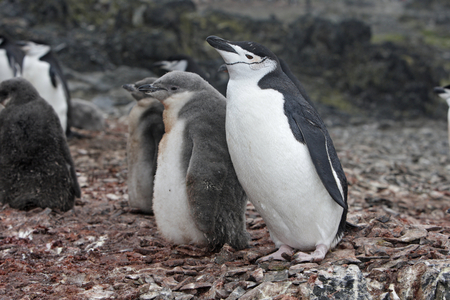 Pygoscelis antarcticus/Chinstrap Penguin