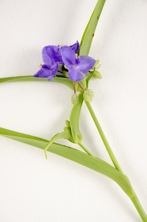 Botanical board/Tradescantia virginiana/Ephemere de Virginia