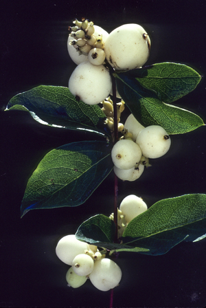 Symphoricarpos albus/Symphorine white