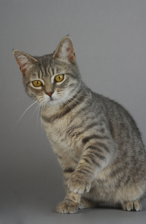 Breed: Manx/Dress: blue Spotted Tabby/Name: Betty Boop de l'Isle de Man - MANDATORY: L'Arche Feline