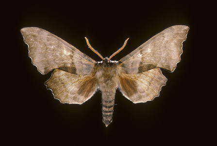 Populi Laothoe/Poplar Sphinx/Male