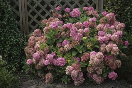Hydrangea macrophylla/Hydrangea 'Deutschland'
