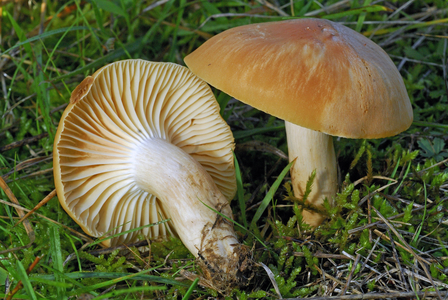 Hygrophorus pratensis/Cuphophyllus pratensis/Hygrophorus pratensis