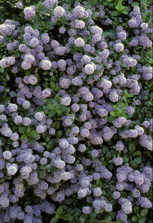 Ceanothus impressus/Ceanothe/California Lilac