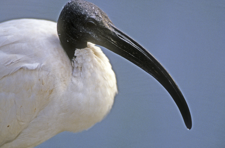 Threskiornis hotels/Ibis sacre/Sacred Ibis