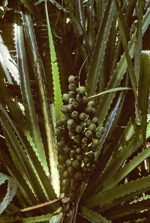 Bromelia pinguin/Brown pineapple/pineapple pinguin